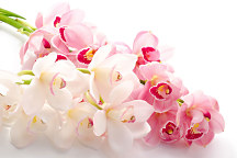 obraz exotická orchidea